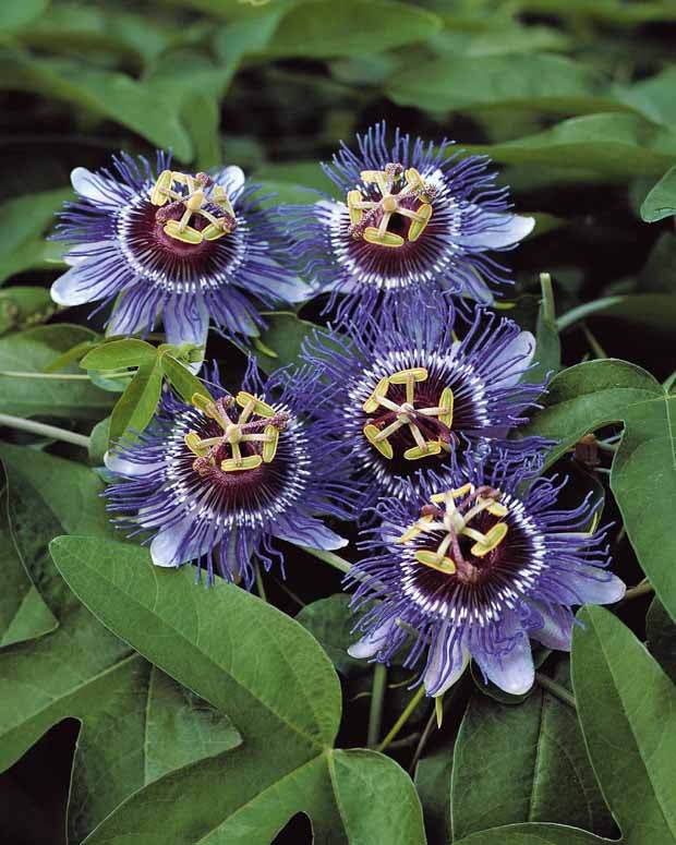 Passiflora 'Purple Haze' (2.25 Litre) - Image 2