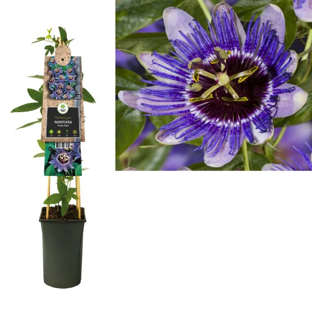 Passiflora 'Purple Haze' (2.25 Litre) - Image 3