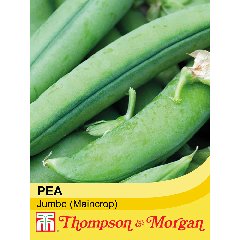 Pea 'Jumbo'