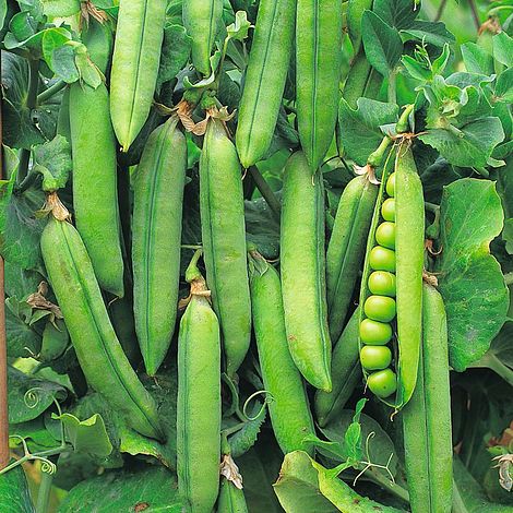 Pea 'Rondo' - Image 2