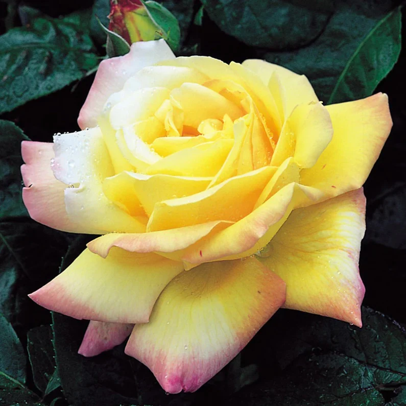 Peace Hybrid Tea Rose 3.5 Litre