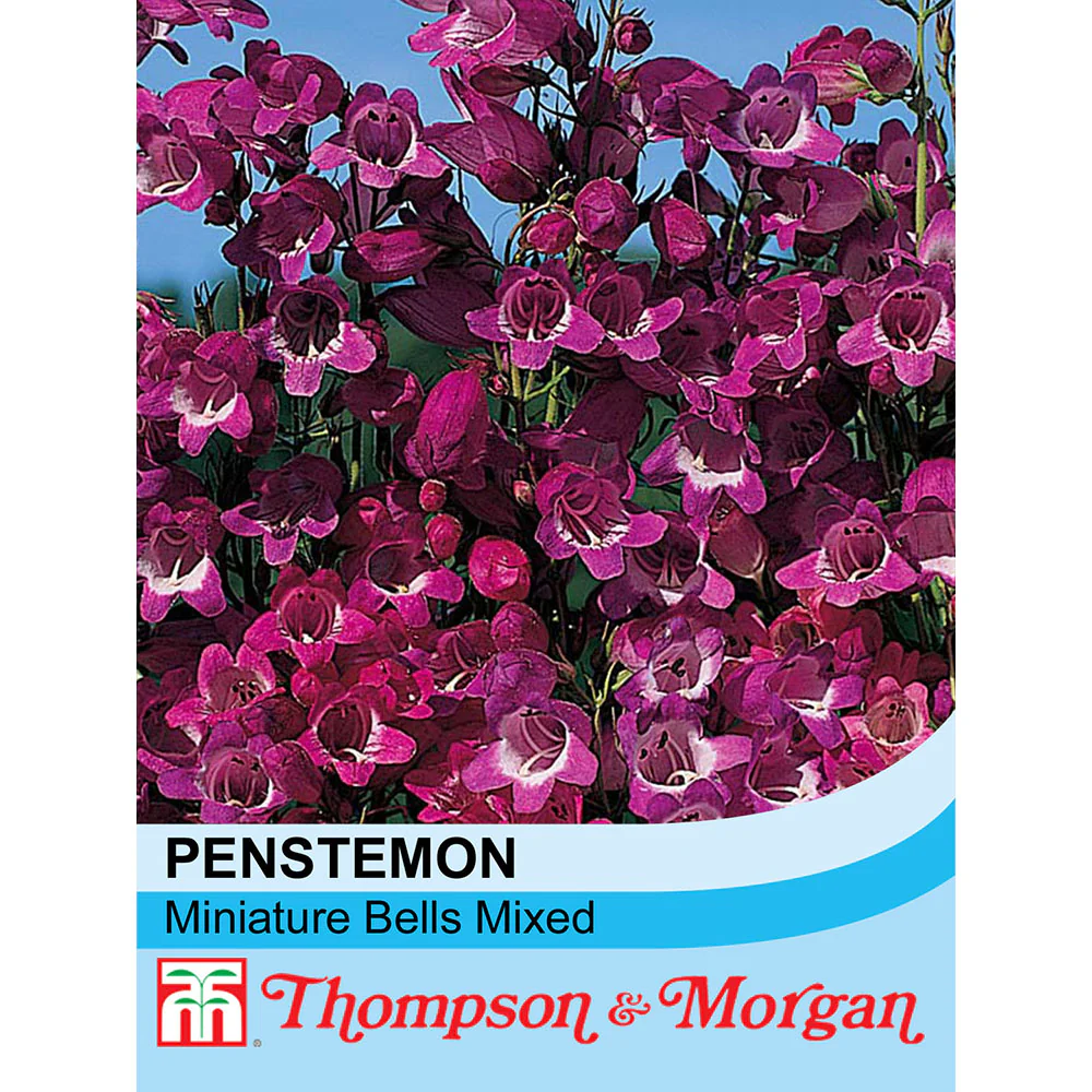 Penstemon 'Miniature Bells'