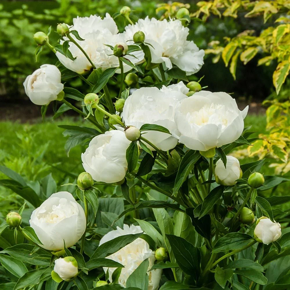Paeonia Lactiflora 'Duchesse de Nemours' | Peony (4 Litre) - Image 2