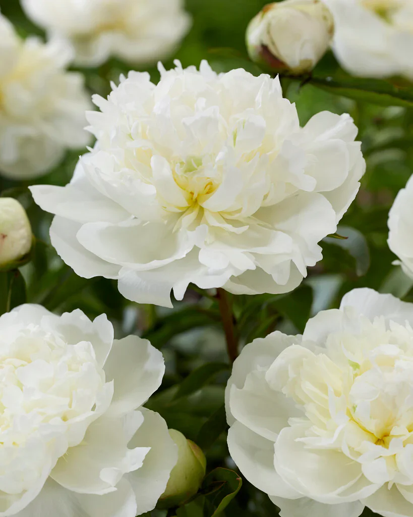 Paeonia Lactiflora 'Duchesse de Nemours' | Peony (4 Litre) - Image 3