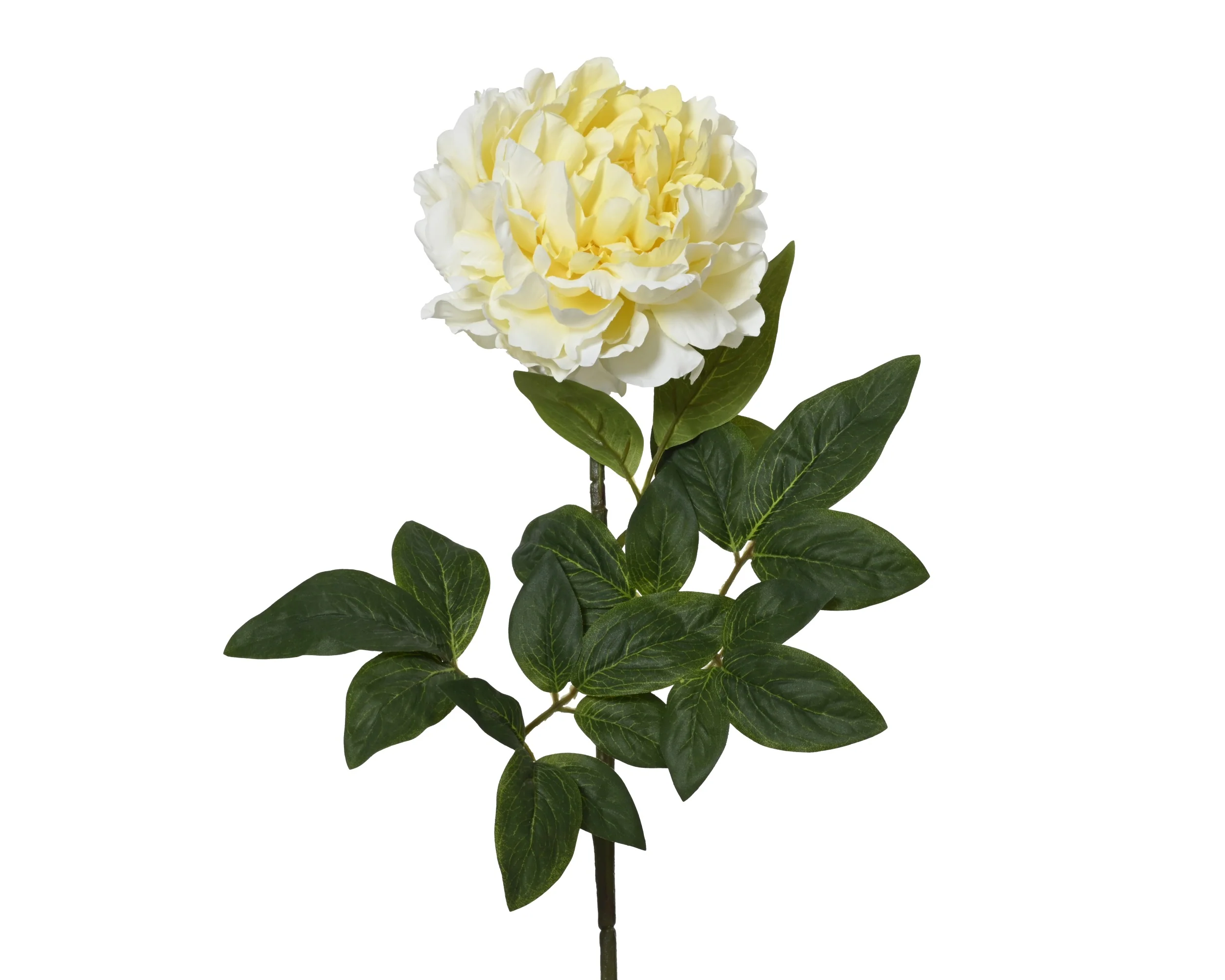 Peony stem yellow