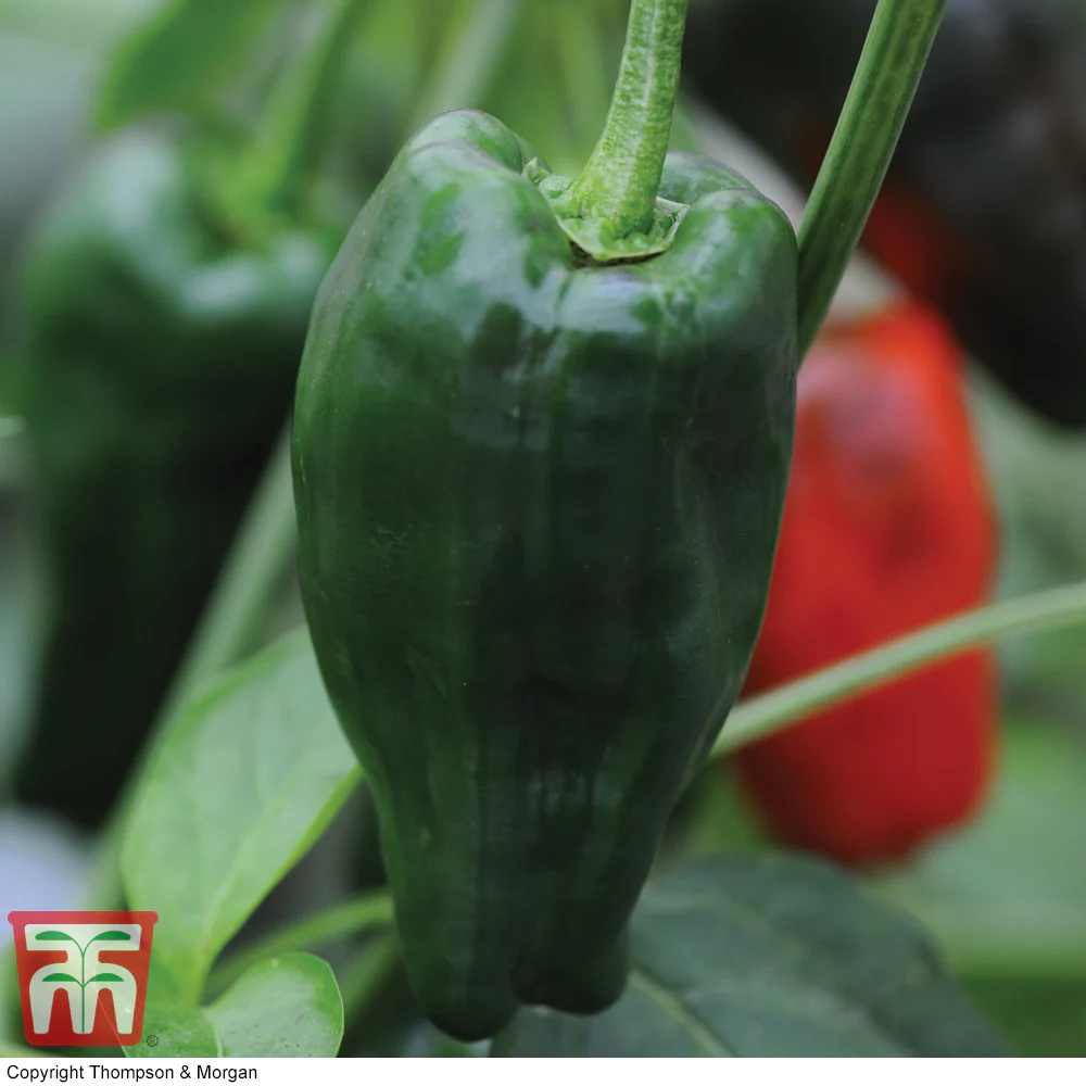 Chilli Pepper 'Padron'