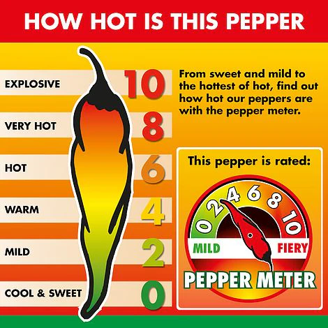Chilli Pepper 'Padron' - Image 2
