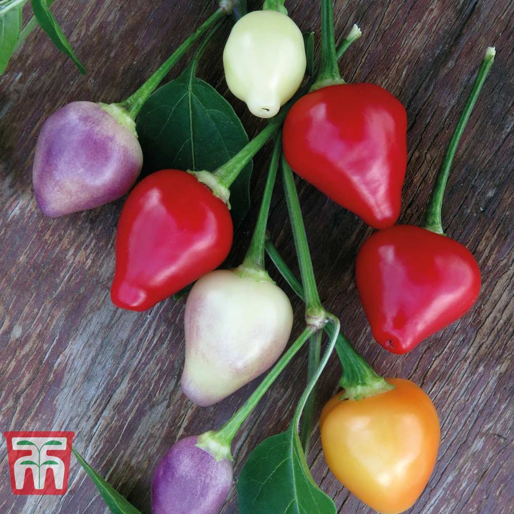 Chilli Pepper 'Spangles Twilight' - Image 2