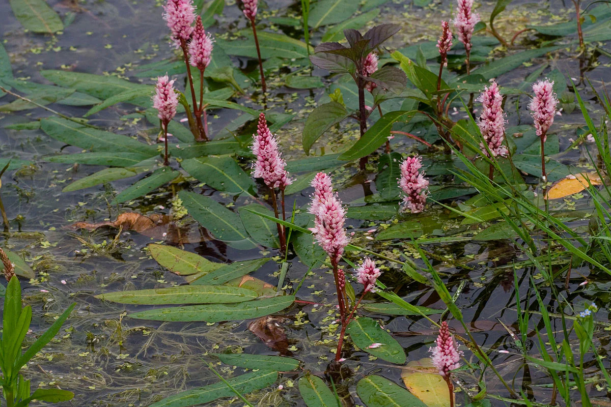 Persicaria amphibia P9 - Image 2
