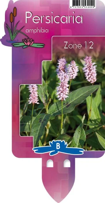 Persicaria amphibia P9 - Image 3