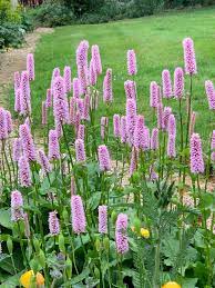 Persicaria bistorta P9 - Image 2
