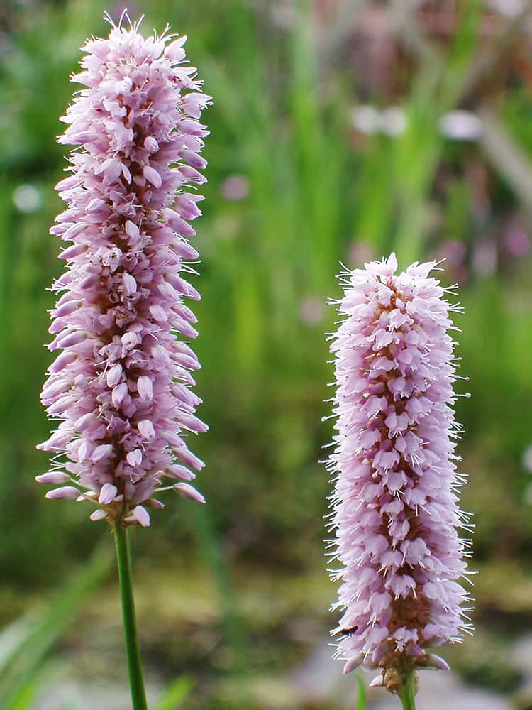 Persicaria bistorta P9 - Image 3