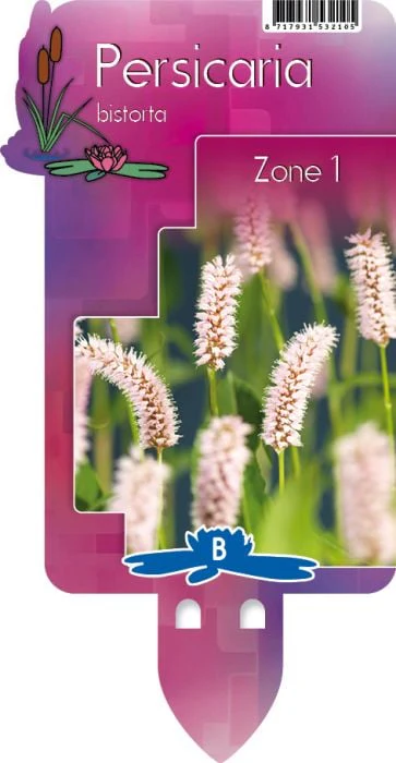 Persicaria bistorta P9 - Image 4