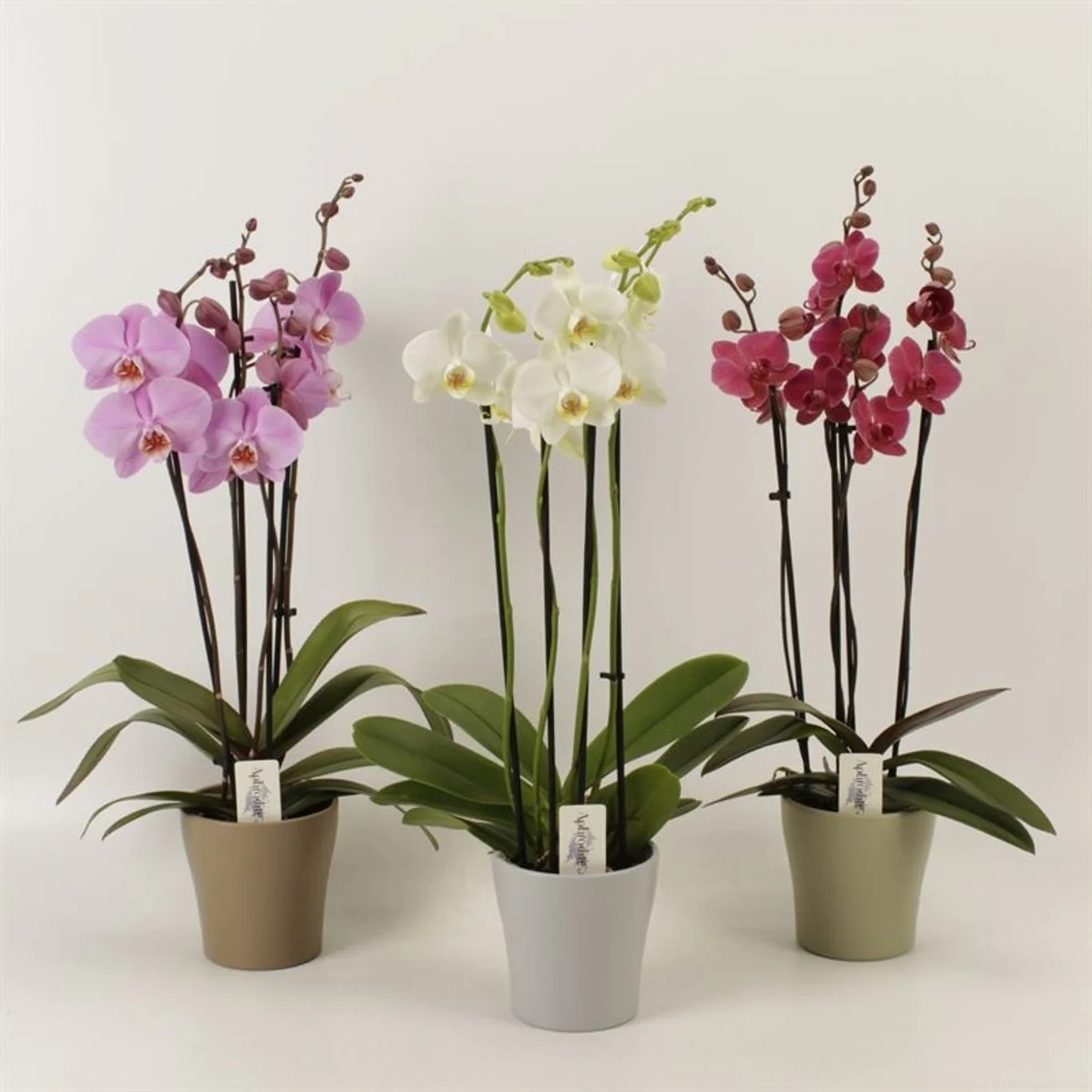 Orchid | Phalaenopsis mix 4 stem in ceramic Pot
