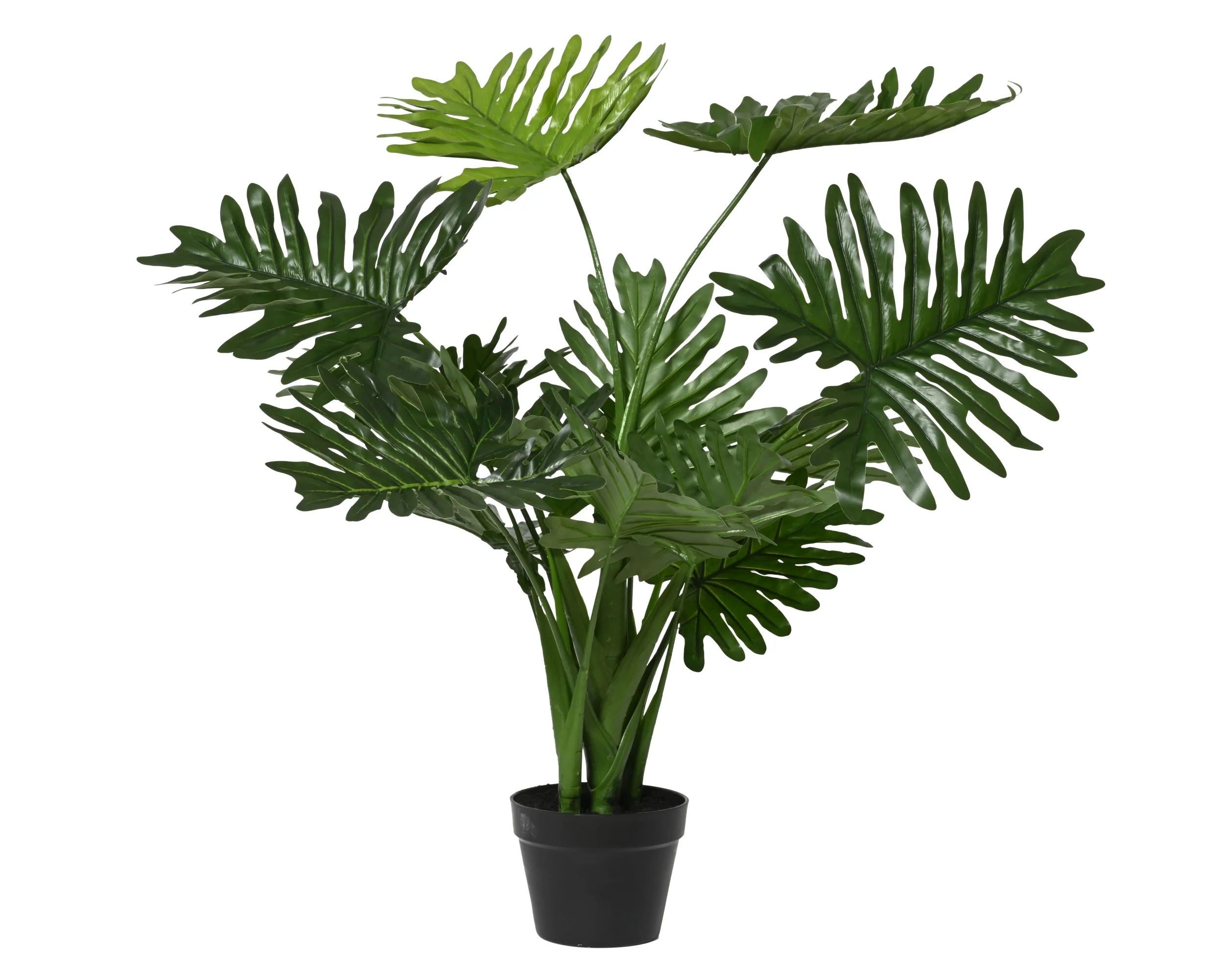 Philodendron in pot - Image 3