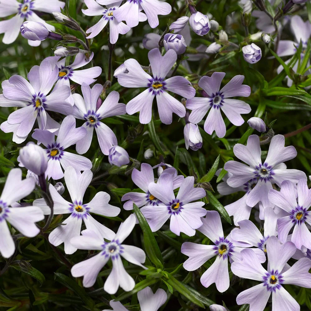 Phlox Goldi Phlox Lavender 9cm