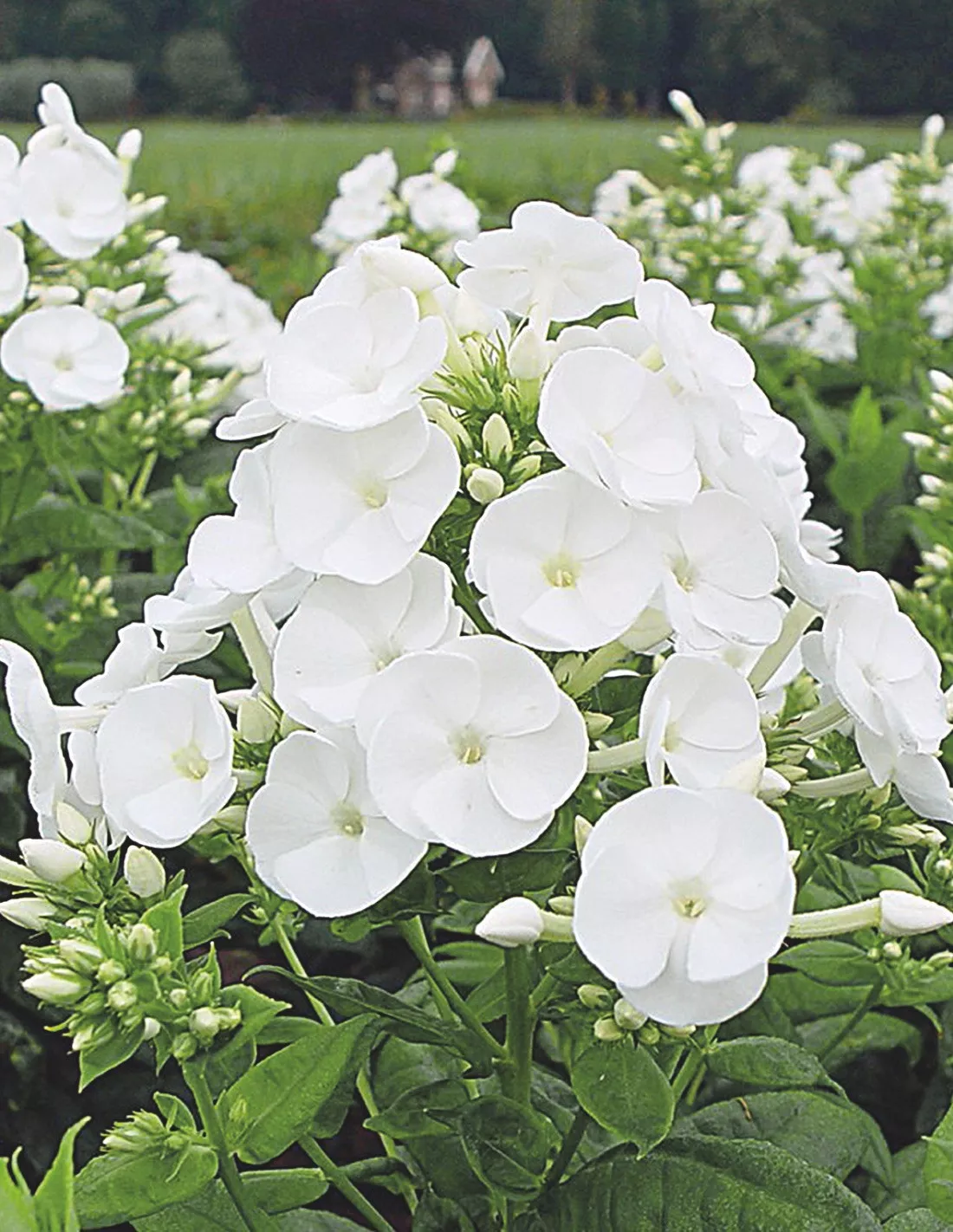 Phlox paniculata 'Danielle' - Image 2