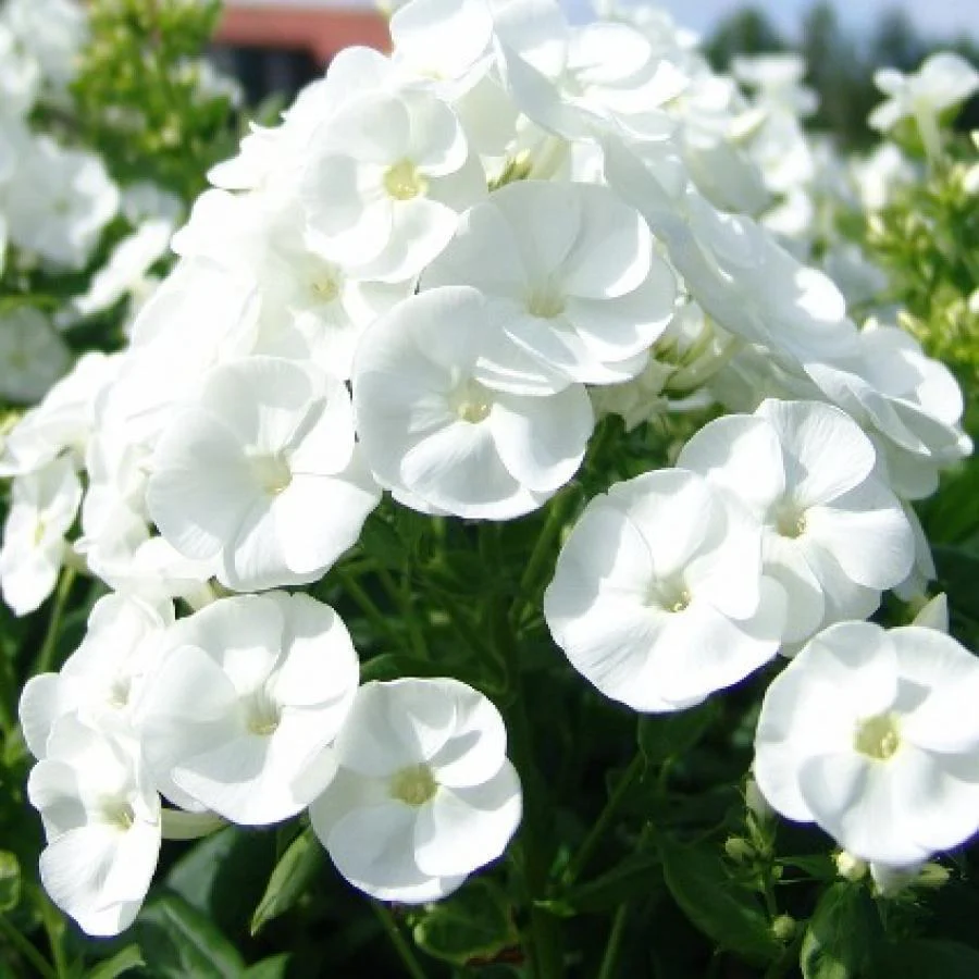 Phlox paniculata 'Danielle' - Image 3