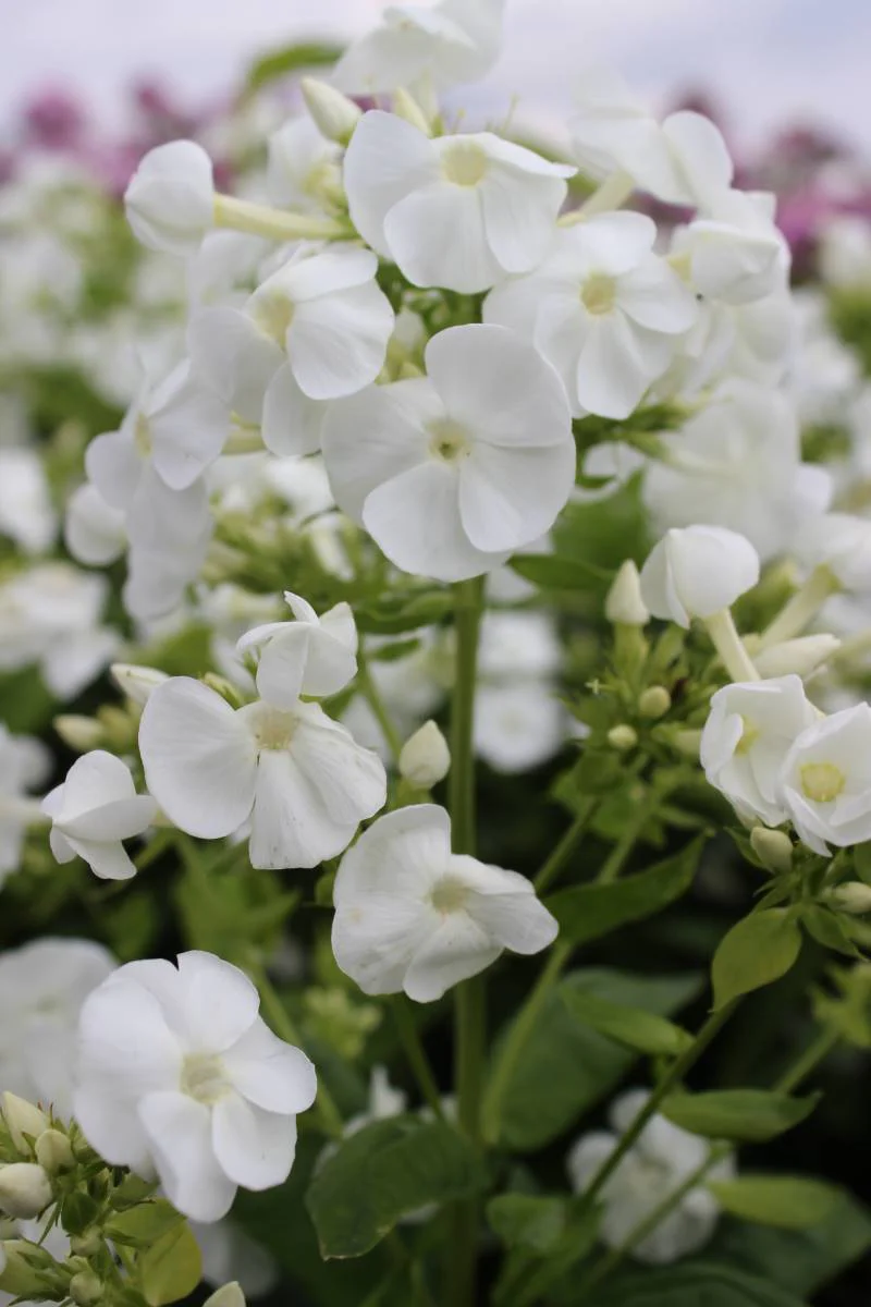 Phlox paniculata 'Danielle' - Image 4
