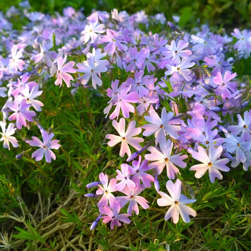 Phlox sub. 'Emerald Cushion' 2L - Image 3