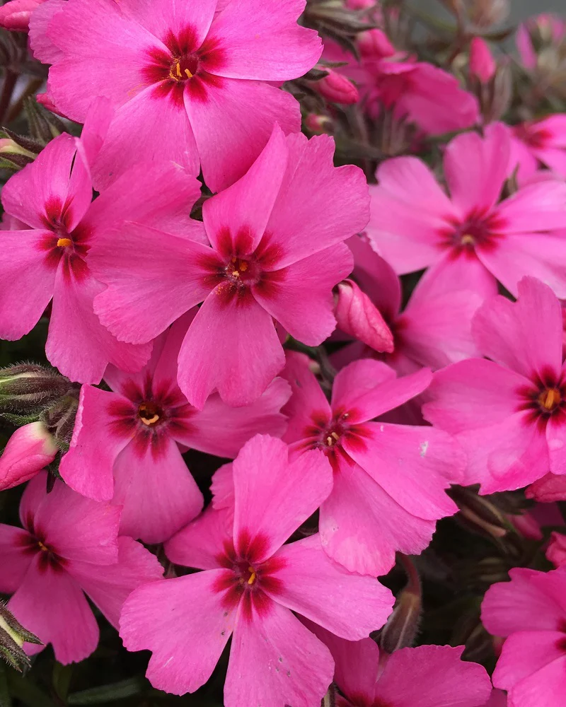 Phlox subulata GoldiPhlox Pink - Image 2