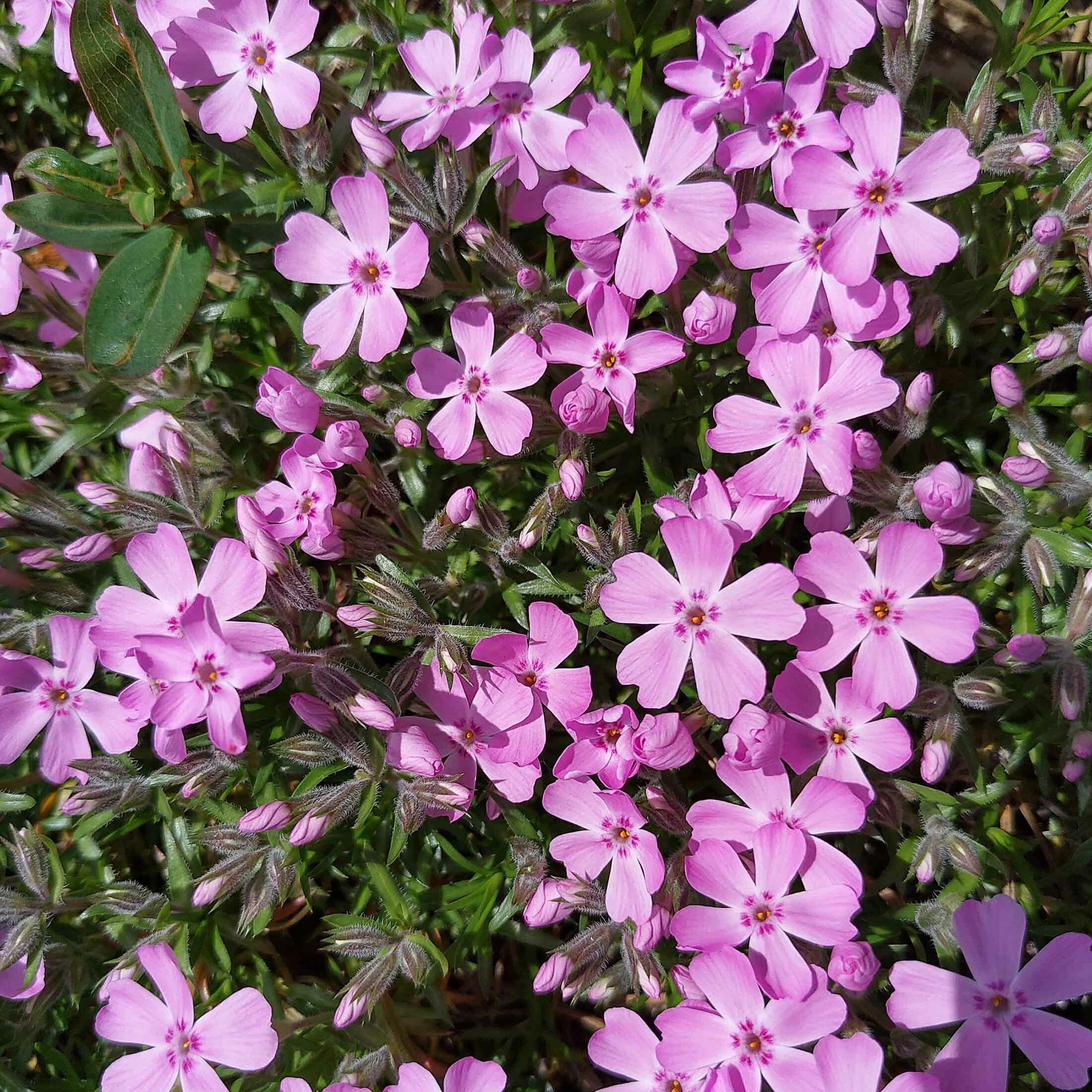 Phlox subulata 'Phlox Trot' Pink 9cm - Image 2