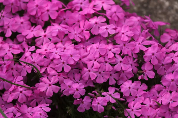 Phlox subulata 'Phlox Trot' Pink 9cm - Image 3