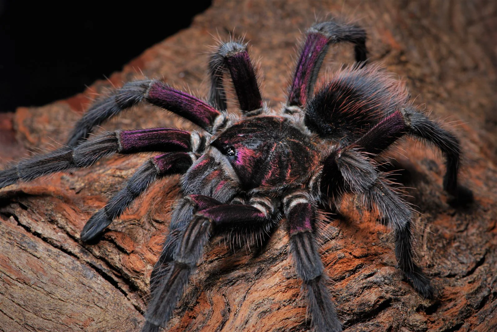 Bayahibe Tarantula (Phormictopus sp. “Bayahibe”) Small