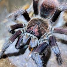 Bayahibe Tarantula (Phormictopus sp. “Bayahibe”) Small - Image 2