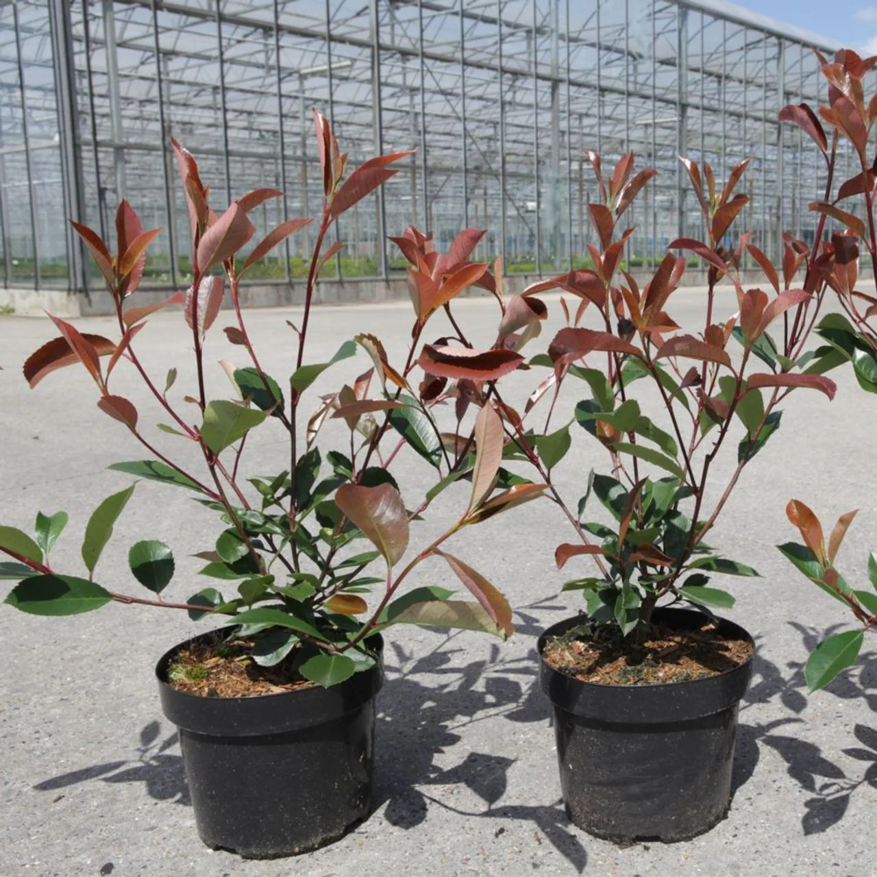 Photinia fraseri 'Red Robin' 30-50cm 3 Litre - Image 5