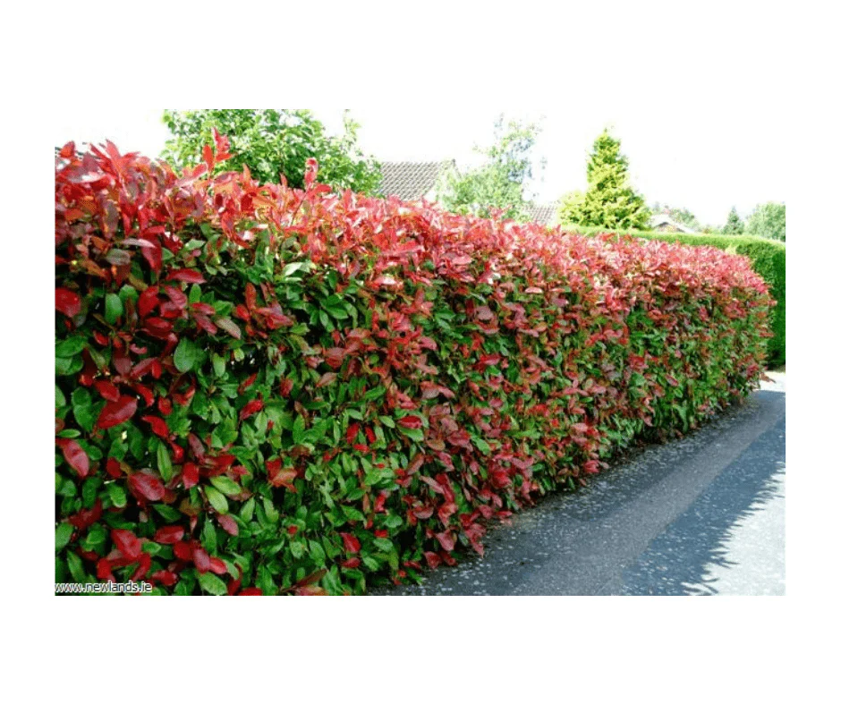 Photinia fraseri Red Robin (5 Litre | 90-100cm) - Image 4