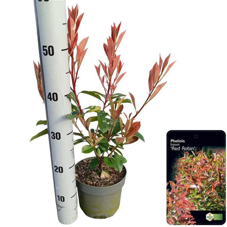Photinia Red Robin 2 Litre