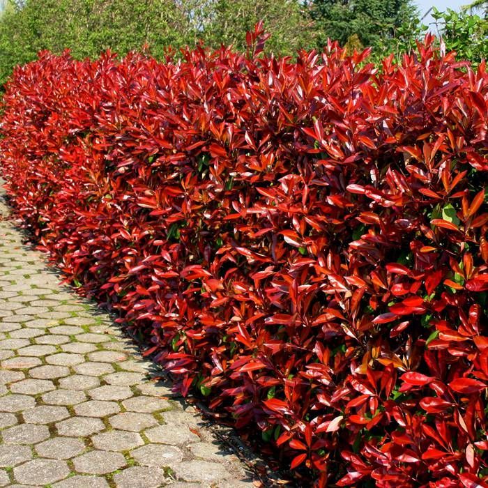Photinia fraseri Red Robin (7.5 Litre | 80-100cm)