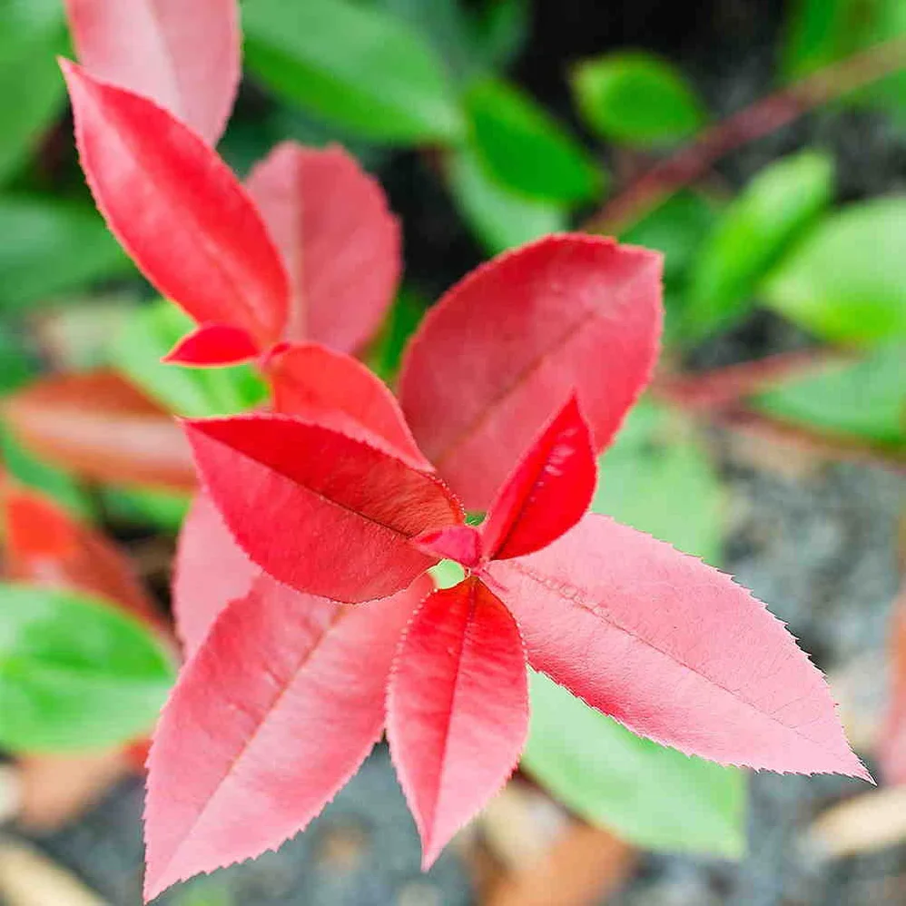 Photinia fraseri Red Robin (7.5 Litre | 80-100cm) - Image 2