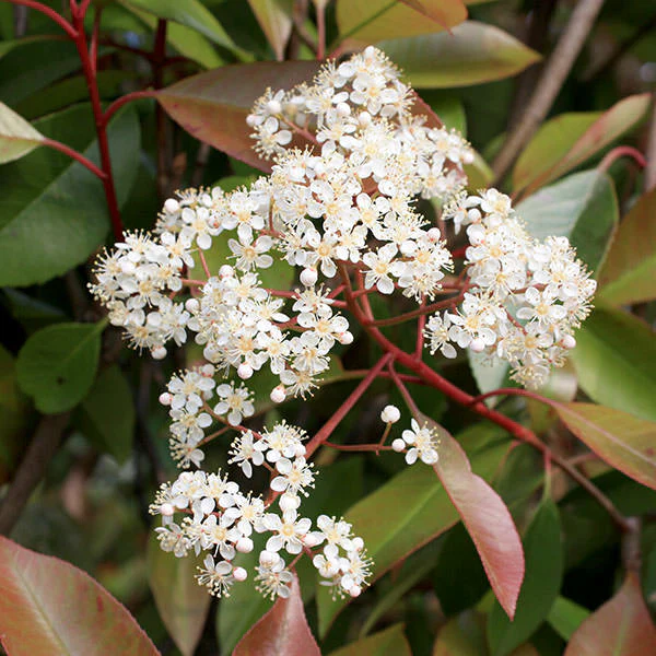 Photinia fraseri Red Robin (7.5 Litre | 80-100cm) - Image 3