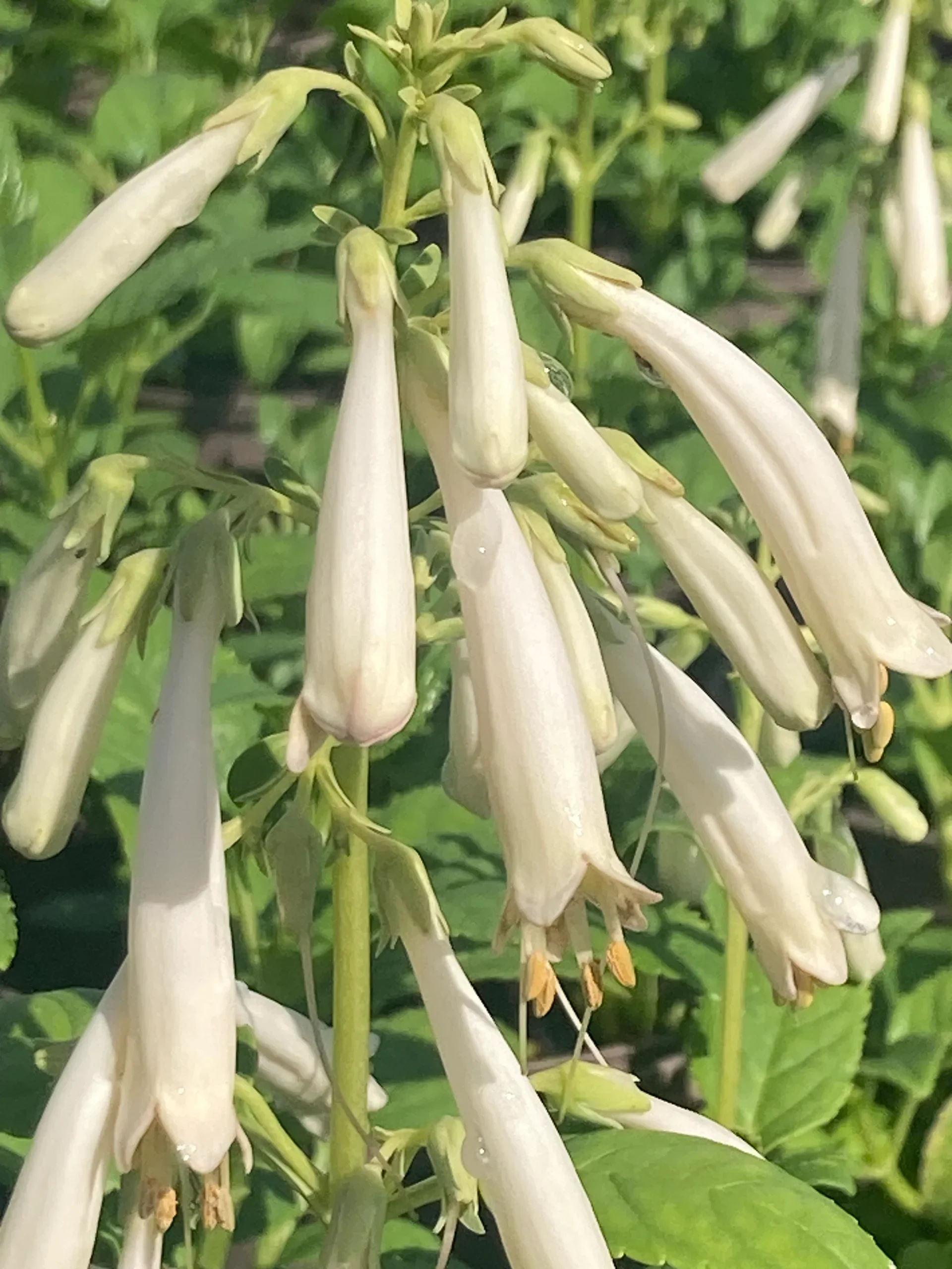 Phygelius Croftway Snow Queen