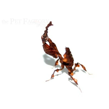 Ghost Mantis | Phyllocrania paradoxa - Image 2