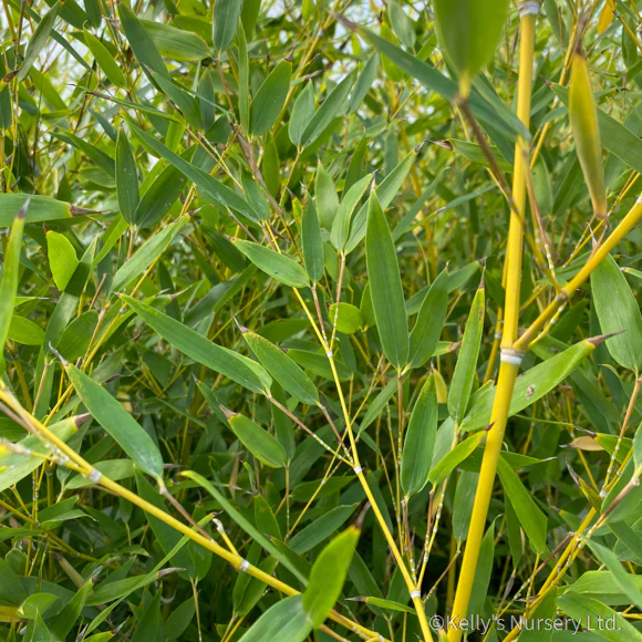Phyllostachys bissetii 110L Trough 100cm X 120cm Tall - Image 2