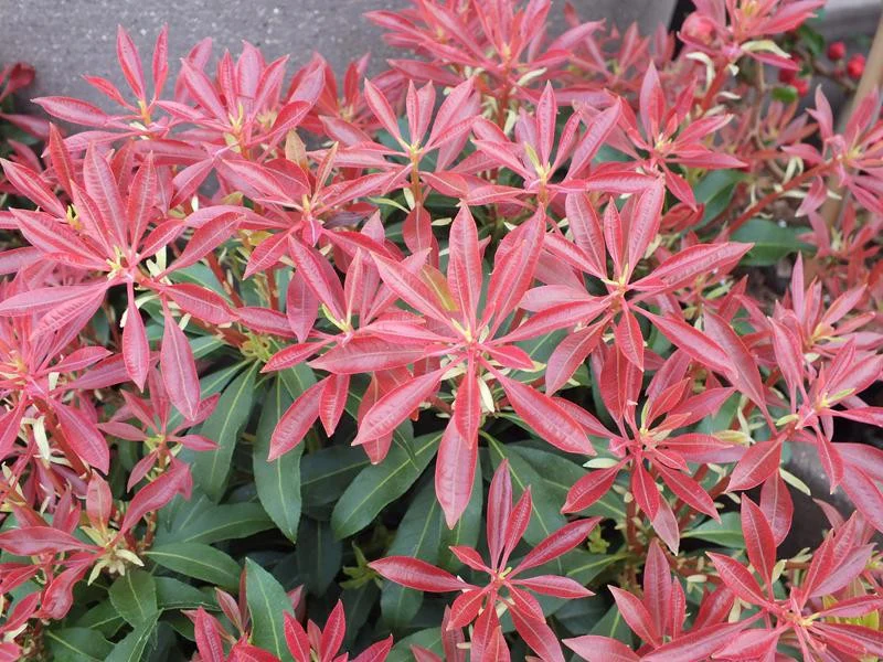 Pieris Japonica 'Mountain Fire' (2 Litre)