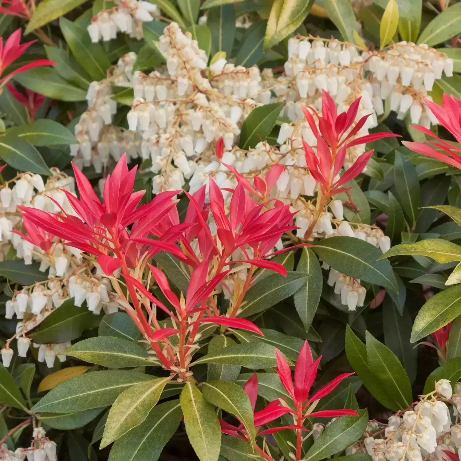 Pieris Japonica 'Mountain Fire' (2 Litre) - Image 2