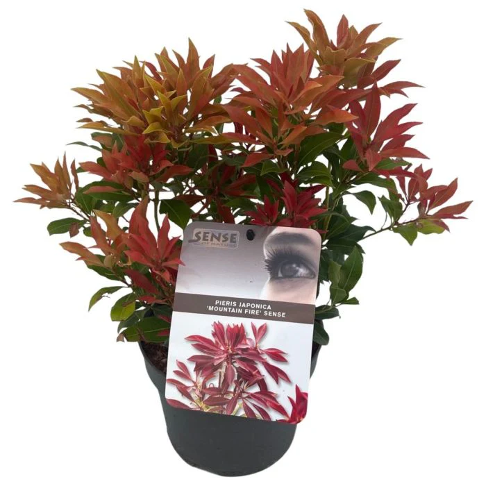 Pieris Japonica 'Mountain Fire' (2 Litre) - Image 3