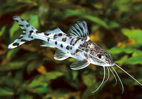 Pimelodella Pictus 2-3" - Image 2