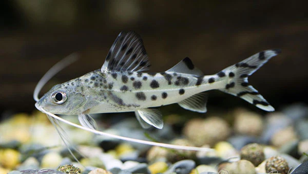 Pimelodella Pictus 2-3" - Image 3