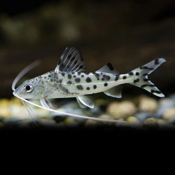 Pimelodella Pictus 2-3" - Image 4