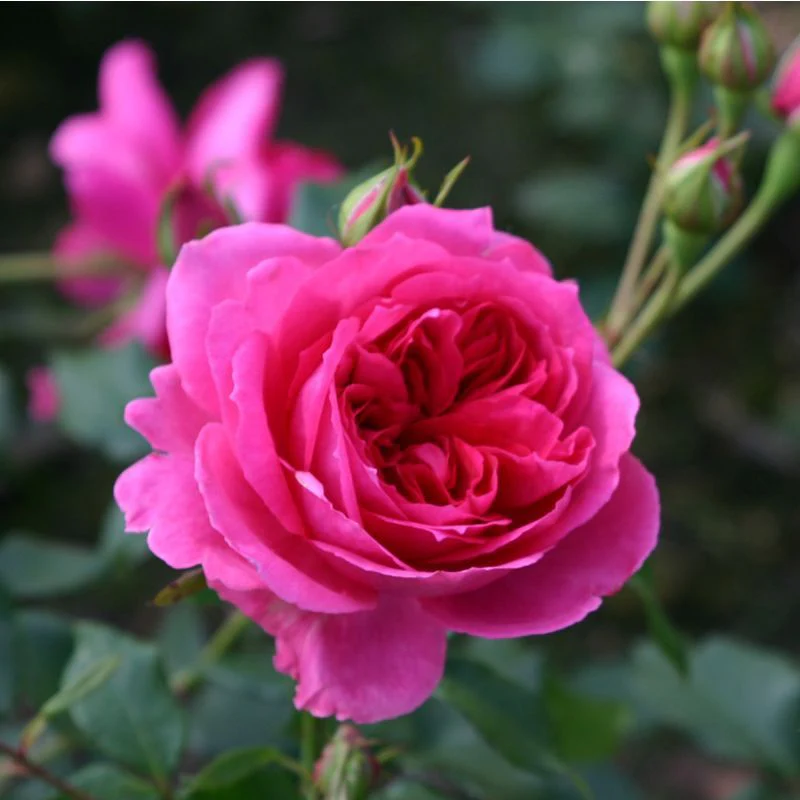 Pink Cloud Climbing Rose 4.5 Litre - Image 2