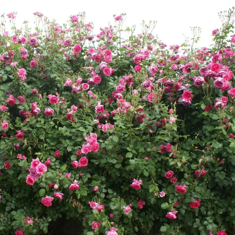 Pink Cloud Climbing Rose 4.5 Litre - Image 3
