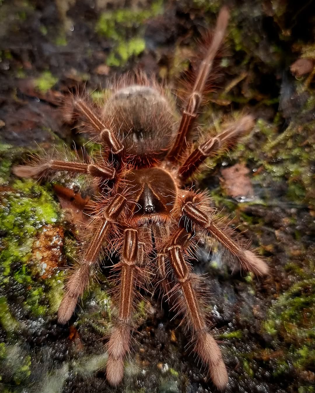 Pink foot goliath Birdeater Tarantula | Theraphosa apophysis
