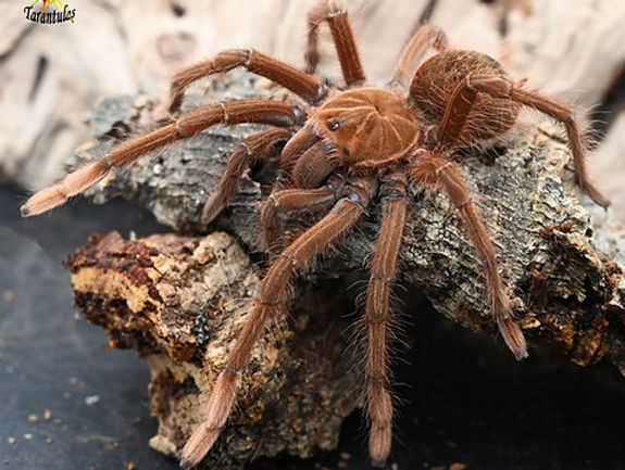 Pink foot goliath Birdeater Tarantula | Theraphosa apophysis - Image 2