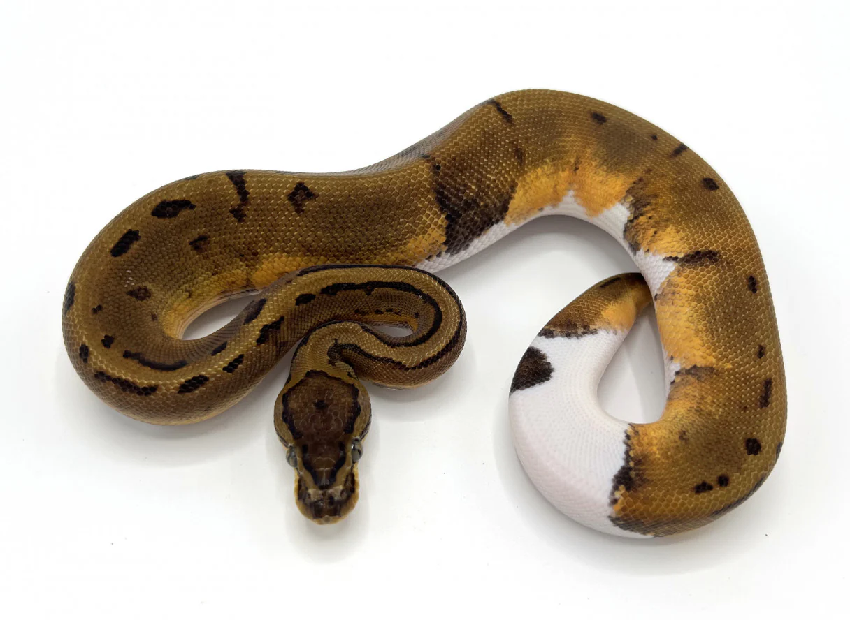 Pinstripe Pied Ball Python