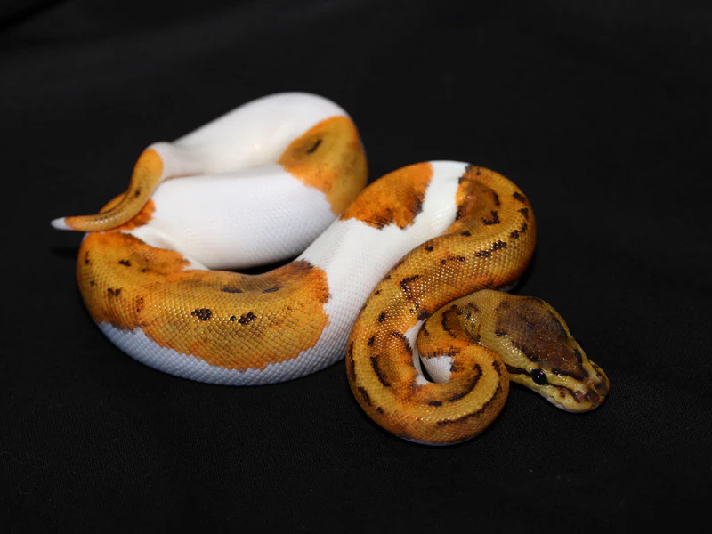 Pinstripe Pied Ball Python - Image 2